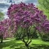 mylilacgarden